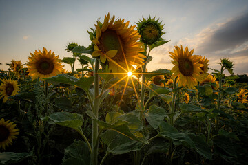Sonnenblumen auf einem Feld