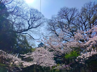 日本の和歌山県の観光地、史跡和歌山城で春に開催される桜まつりのソメイヨシノの花と青空の風景（コピースペース）