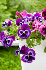 Flowering viola plant in a pot with rain dew drops on a background of green vegetation.