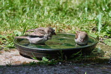 Junge Haussperlinge an der Vogeltränke	