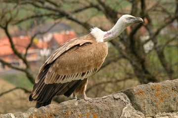 Geier