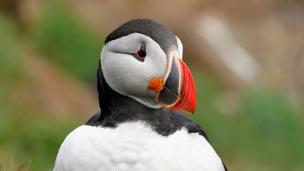 Puffin bird colorful Icelandic parrot