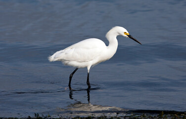 Bird wildlife at Torrey Pines State Park in San Diego