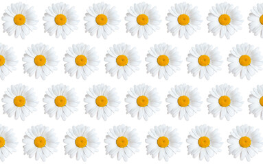 Floral background made from blooming daisies