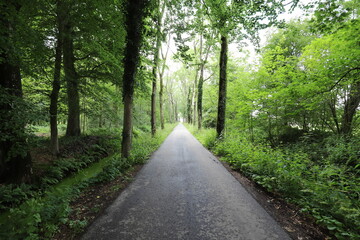 Fototapeta na wymiar Characteristic beautiful road through the forest.