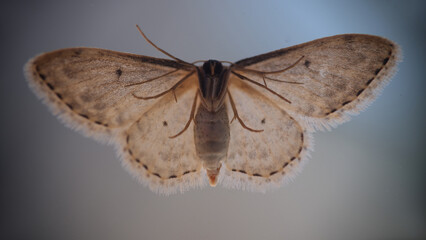 Cute beautiful butterfly or gray moth closeup