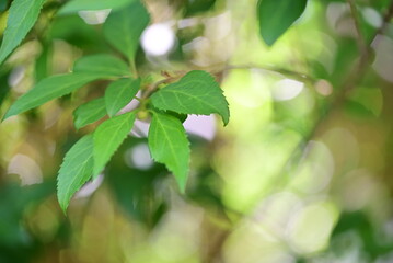 Fototapeta na wymiar Forsythia leaves as a close up against a blurred background