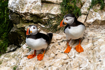 Fototapeta premium close-up view of North Atlantic Puffins in their nesting grounds at Bemtpon Cliffs Nature Reserve in Yorkshire