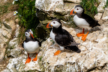close-up view of North Atlantic Puffins in their nesting grounds at Bemtpon Cliffs Nature Reserve in Yorkshire