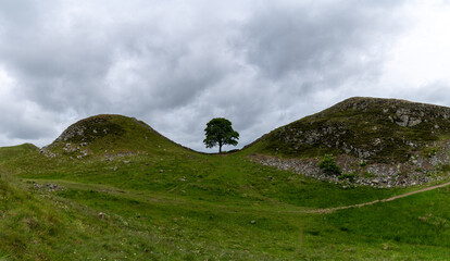 view of the landmark Sycamore Gap on Hadrian's Wall in northern England