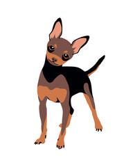 Russian toy terrier breed shorthaired dog. Vector illustration.