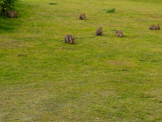 Hares eat grass.