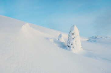 Bright magical bizarre silhouette of fir tree are plastered with snow. Arctic harsh nature....