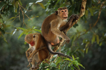 Naklejka premium Torque Monkeys sitting on a tree