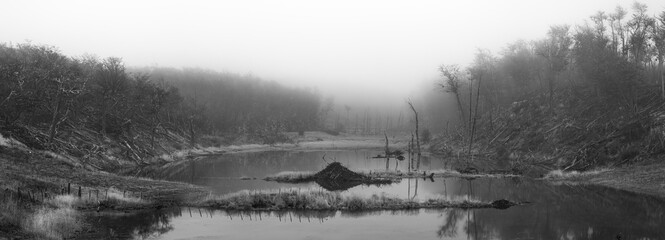 Pond stagnant by a beaver dam reflecting damage to the forest. Black and white. dramatic concept. Ushuaia, Argentina