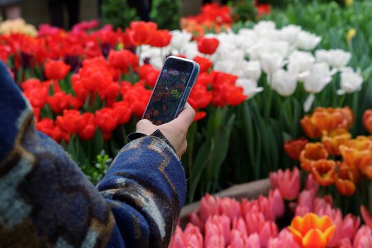 A woman takes a picture of an amazing field of tulips on her phone.