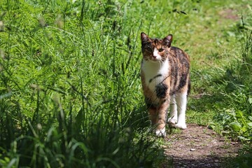Katze schleicht durch hohes Gras © Manfred Richter