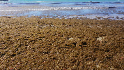 Red Seaweed. Seaweed laying on the beach.Stinky smell of red tide algae