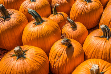 Pumpkins together closeup view
