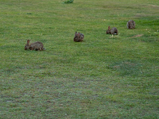 Hares eat grass.