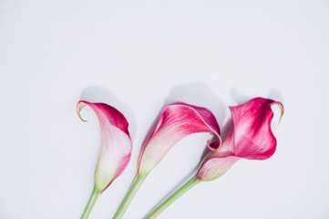 Elegant Calla Lilies on light background, copy space