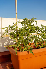 Tomato plant with small green fruits planted in a plastic pot and secured with a reed structure in an urban garden on the terrace