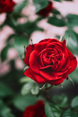 Close up of beautiful classic red garden roses