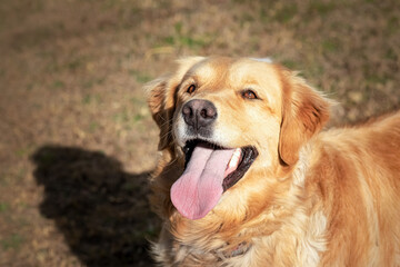 GOLDEN RETRIEVER SACANDO LA LENGUA. FOTOGRAFIA HORIZONTAL.COLOR.