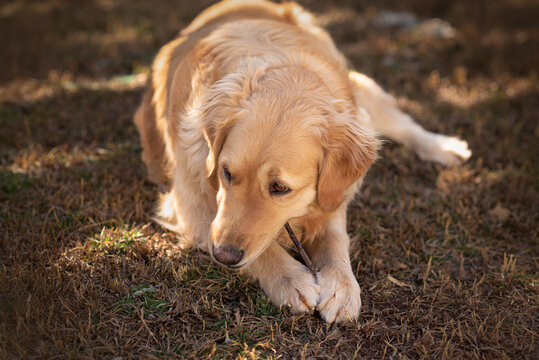 GOLDEN RETRIEVER MORDIENDO UN PALO.