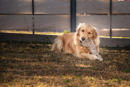 GOLDEN RETRIEVER JUGANDO CON UNA BOTELLA DE PLASTICO EN EL JARDIN.