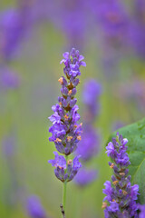 true lavender macro shot 