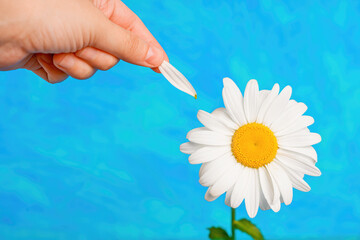 Plucking a daisy isolated on blue background