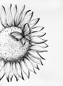 black and white sketch of the sunflower