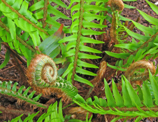 Fern Fiddlehead  - A close-up image of the furled fronds of a young sword fern. Each fiddlehead will unroll into a new frond. These are sometimes harvested for use as a vegetable