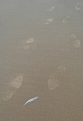 Tracks on the beach - A gull feather and a walker's tracks on a sandy beach
