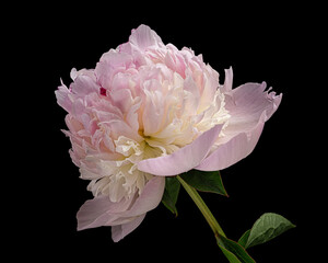 Beautiful pink-white blooming peony with stem and leaves isolated on black background. Studio close-up shot. © Vadym_K
