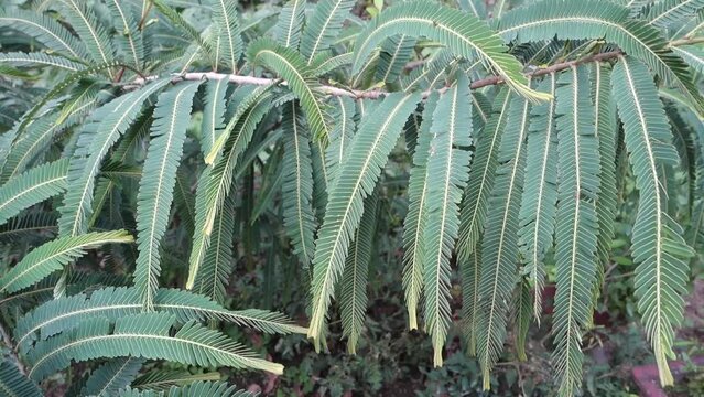 A close up shot of Indian Gooseberry, Phyllanthus emblica, plant leaves in an Organic Indian garden. India