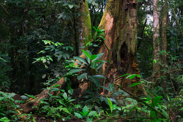 Fototapeta premium tropical forest in central america