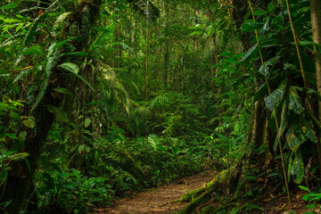 tropical forest in central america