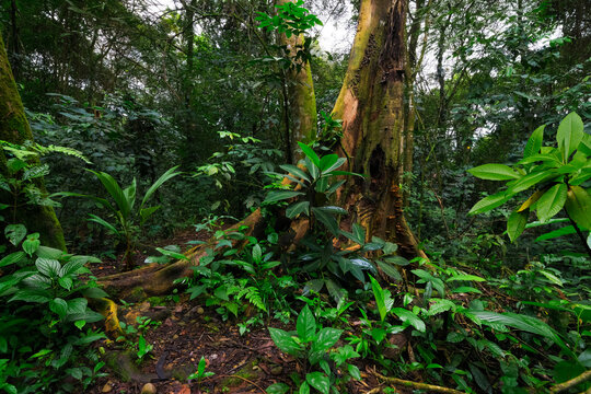tropical forest in central america