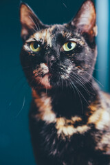 Mixed color Black  Cat posing curiousty