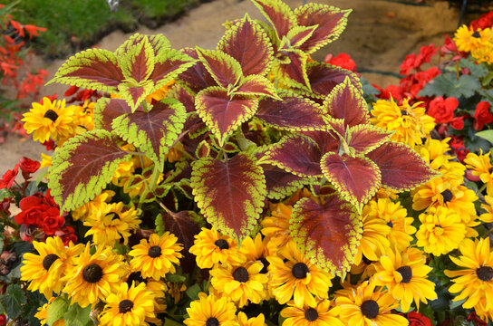 Buntnesseln, Rudbeckien und Begonie blühen bunt im Sommergarten