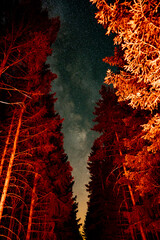 Milky Way Emerging between the Trees of a forrest illuminated from the backlights of a car