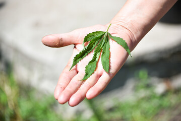 Close-up  leaf of cannabis in arm , wild hemp photo. Natural drug for medical aims