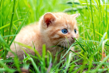 Naklejka na ściany i meble Cute redhead kitten in the garden among the green grass