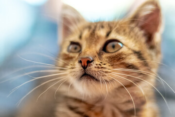 Portrait of a cute tabby kitten with an interesting look