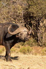 Cape or African buffalo bull on a game farm, South Africa