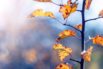 Autumn leaves on an apple tree in sunny weather on a blurred background