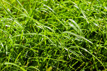 Fresh green grass background, texture, sunny spring day