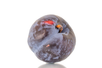 One ripe black plum, close-up, isolated on a white background.